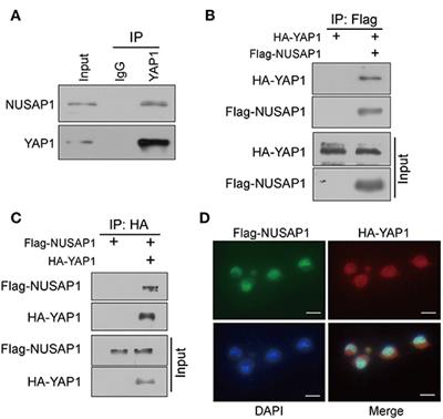 Corrigendum: NUSAP1 Promotes Gastric Cancer Tumorigenesis and Progression by Stabilizing the YAP1 Protein